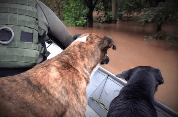 Brigada Militar resgata mais de 500 pessoas em apenas dois dias de chuvas intensas no Rio Grande do&nbsp;Sul