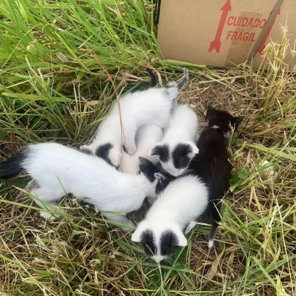 Filhotes de Gatos são abandonados em&nbsp;Osório!