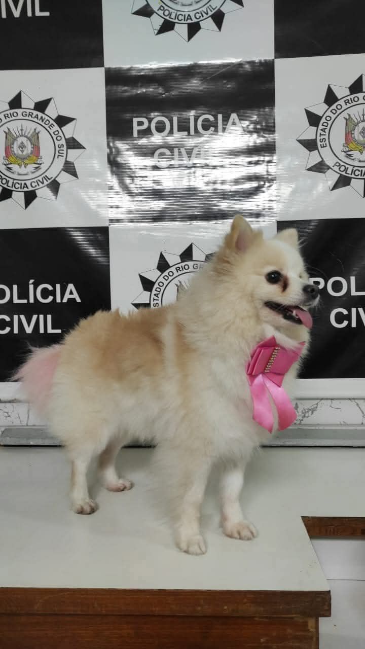 🚨CACHORRA PERDIDA EM CIDREIRA É LOCALIZADA EM PORTÃO/RS E DEVOLVIDA À&nbsp;TUTORA