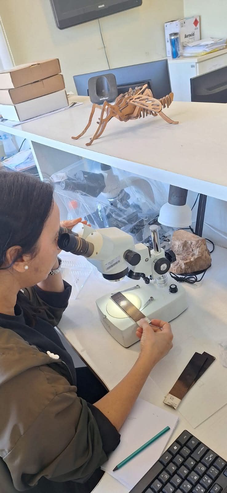 🚨🦟VIGILÂNCIA AMBIENTAL DE OSÓRIO ALERTA PARA A OCORRÊNCIA DE NOVOS FOCOS DO MOSQUITO AEDES AEGYPTI NO&nbsp;MUNICÍPIO